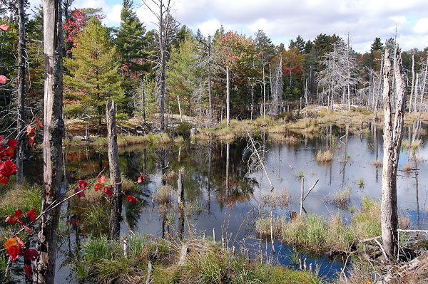 Nearby beaverpond in fall colours